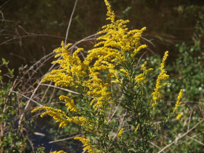 [This image is the tops of several plants. The green stems branch in many directions at the top and contain a multitude of yellow flowers.]